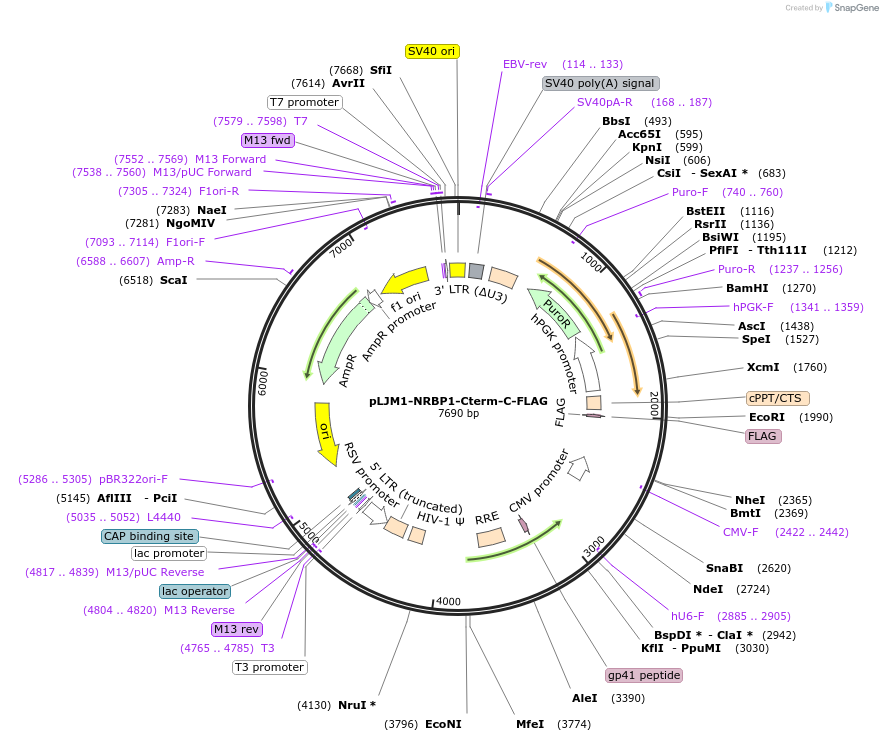 222679-plasmid-map-sequence-id-468499