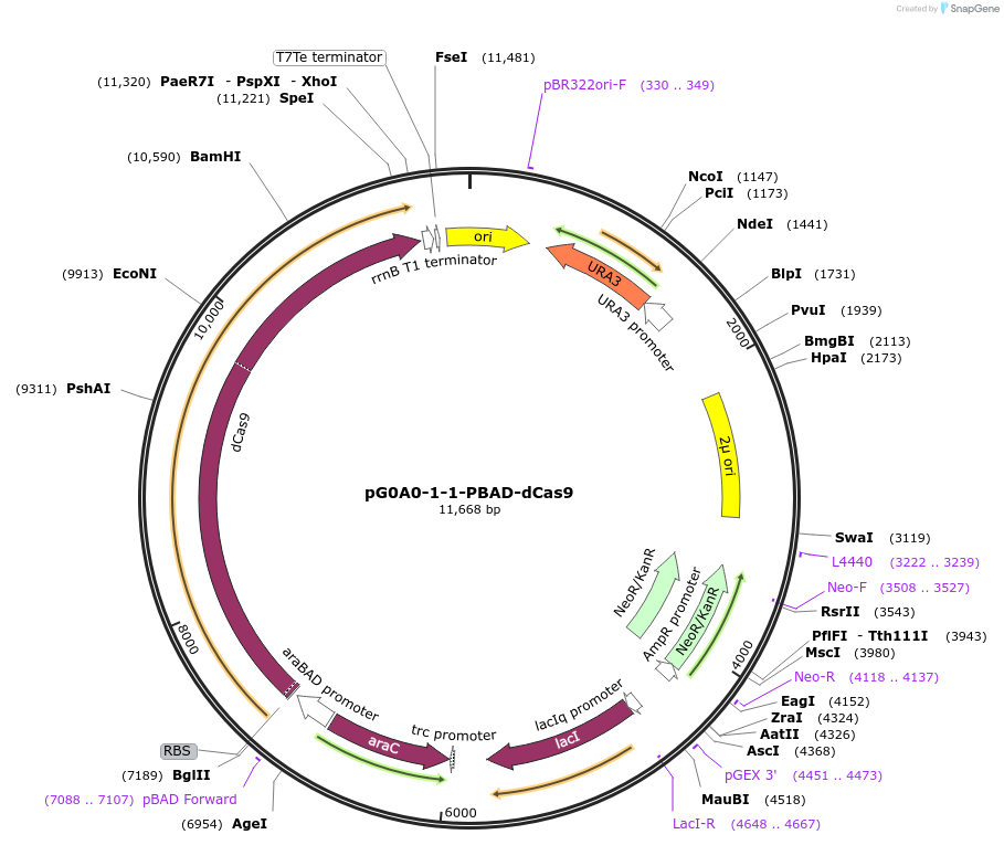 208815-plasmid-map-sequence-id-468502