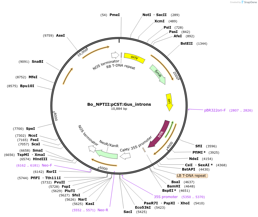 215178-plasmid-map-sequence-id-468505