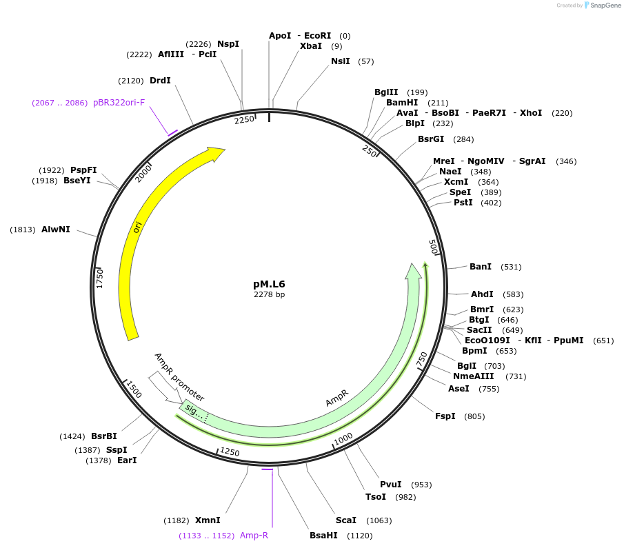 234592-plasmid-map-sequence-id-468509