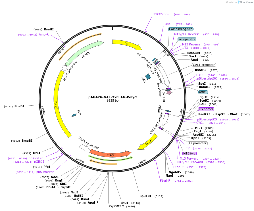 181729-plasmid-map-sequence-id-468511