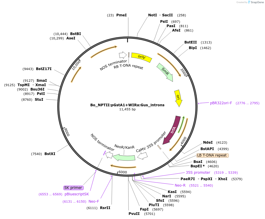 215176-plasmid-map-sequence-id-468516