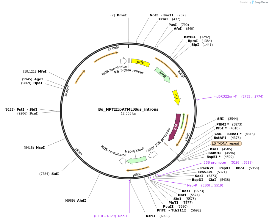 215183-plasmid-map-sequence-id-468517