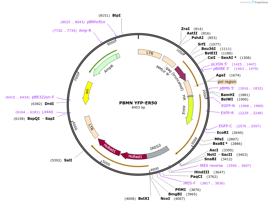 37261-plasmid-map-sequence-id-46852