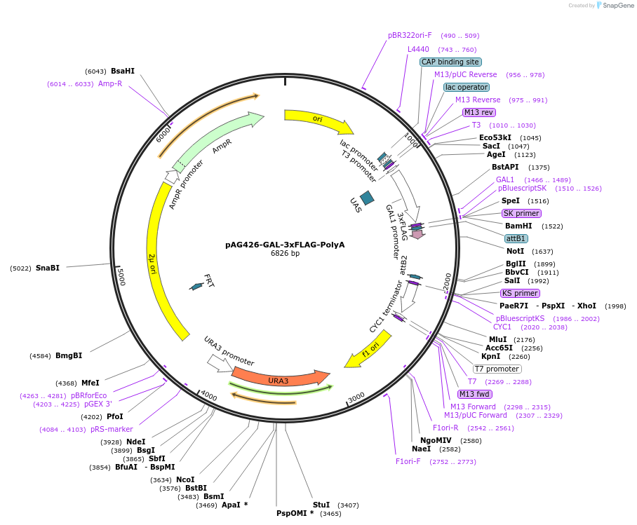181726-plasmid-map-sequence-id-468557