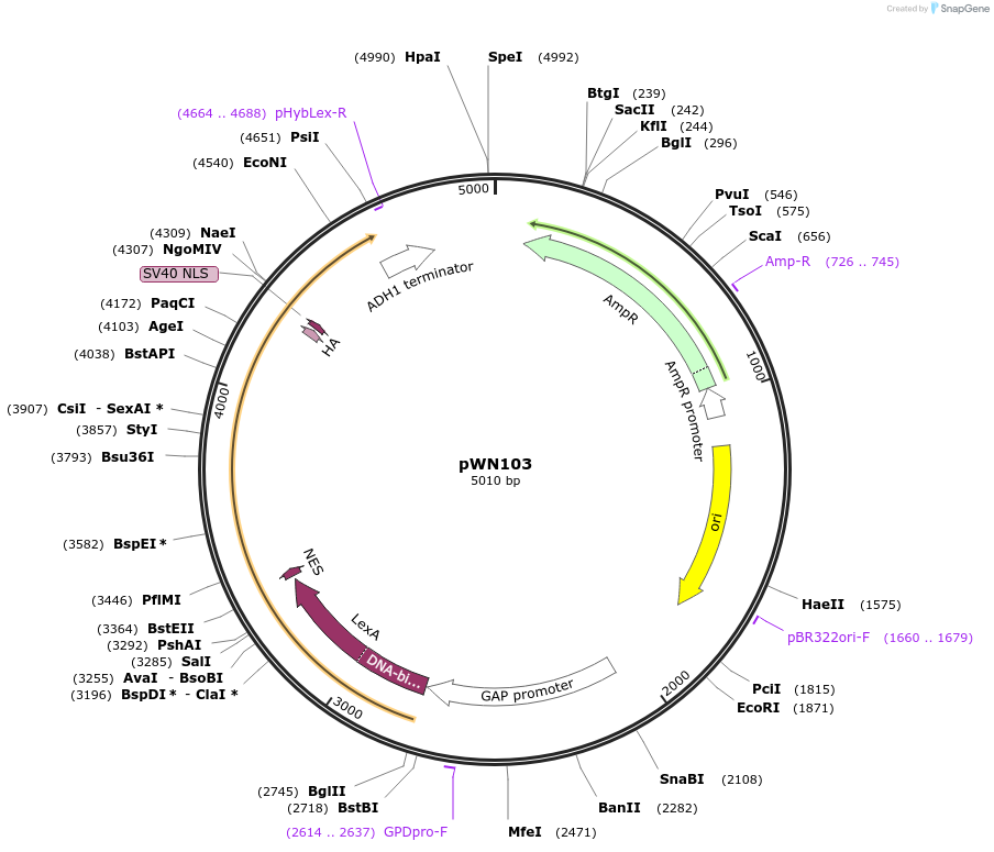 233860-plasmid-map-sequence-id-468562