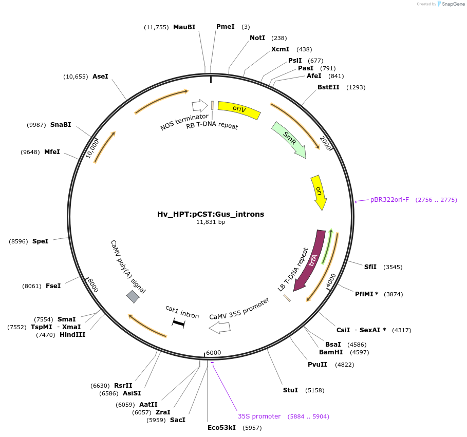 215192-plasmid-map-sequence-id-468568