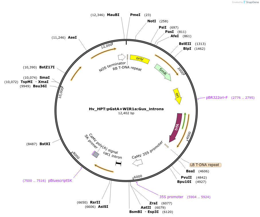 215190-plasmid-map-sequence-id-468570