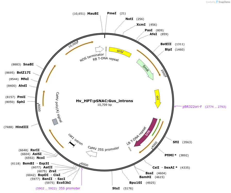 215186-plasmid-map-sequence-id-468572