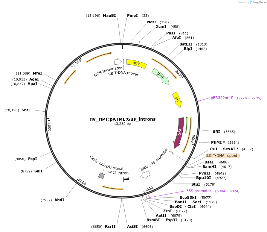 215197-plasmid-map-sequence-id-468576