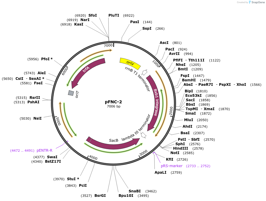 227667-plasmid-map-sequence-id-468581