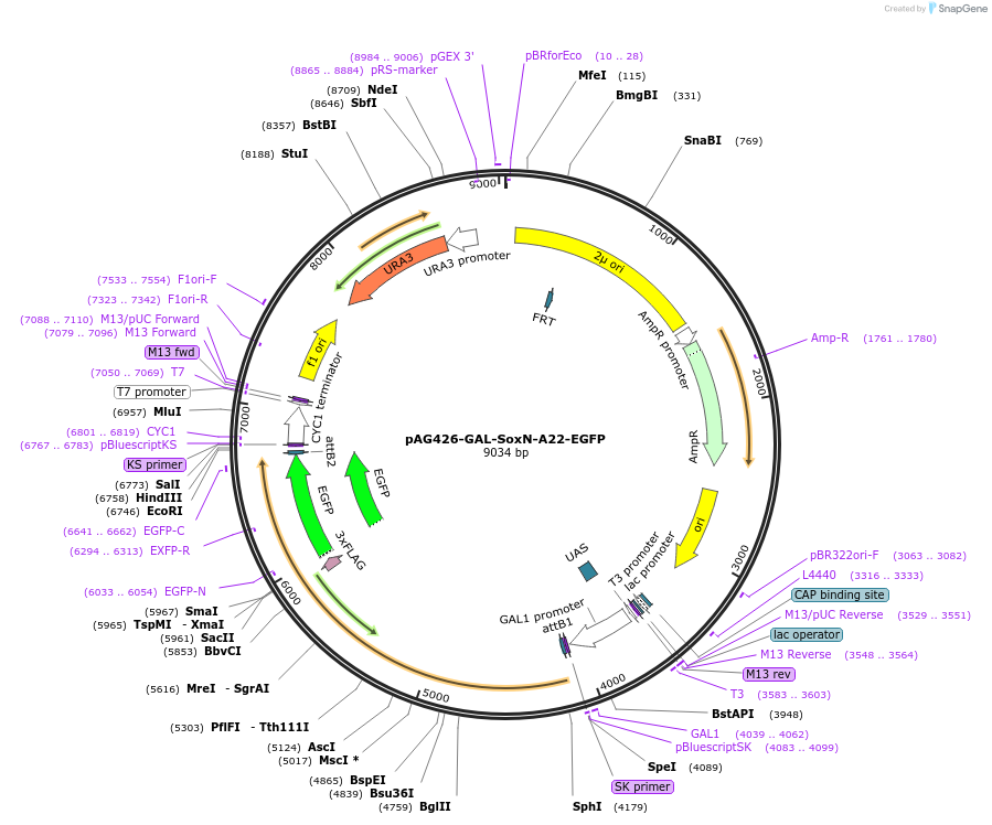 181731-plasmid-map-sequence-id-468613