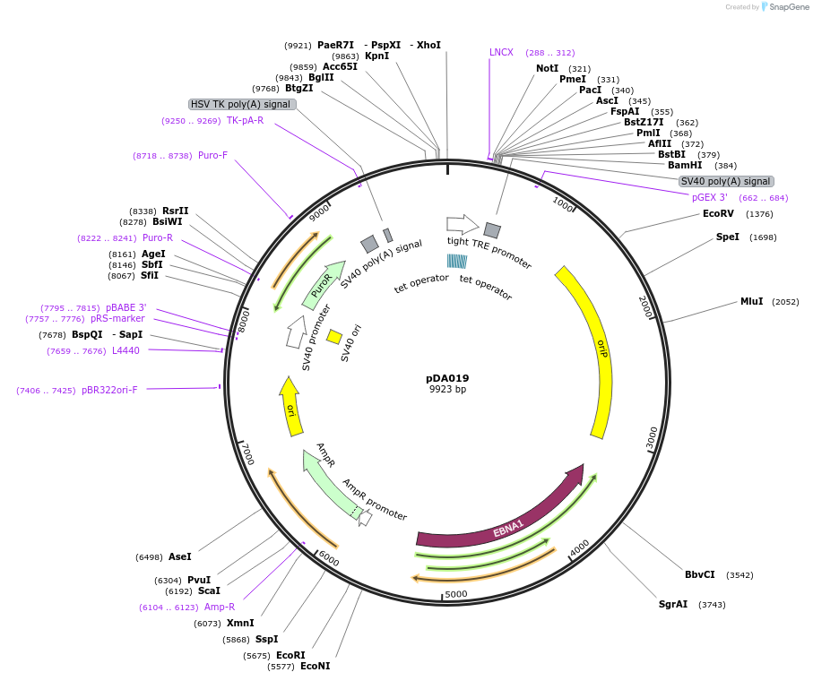 131452-plasmid-map-sequence-id-468641