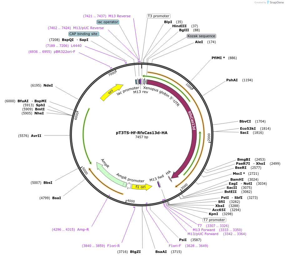 234479-plasmid-map-sequence-id-468663