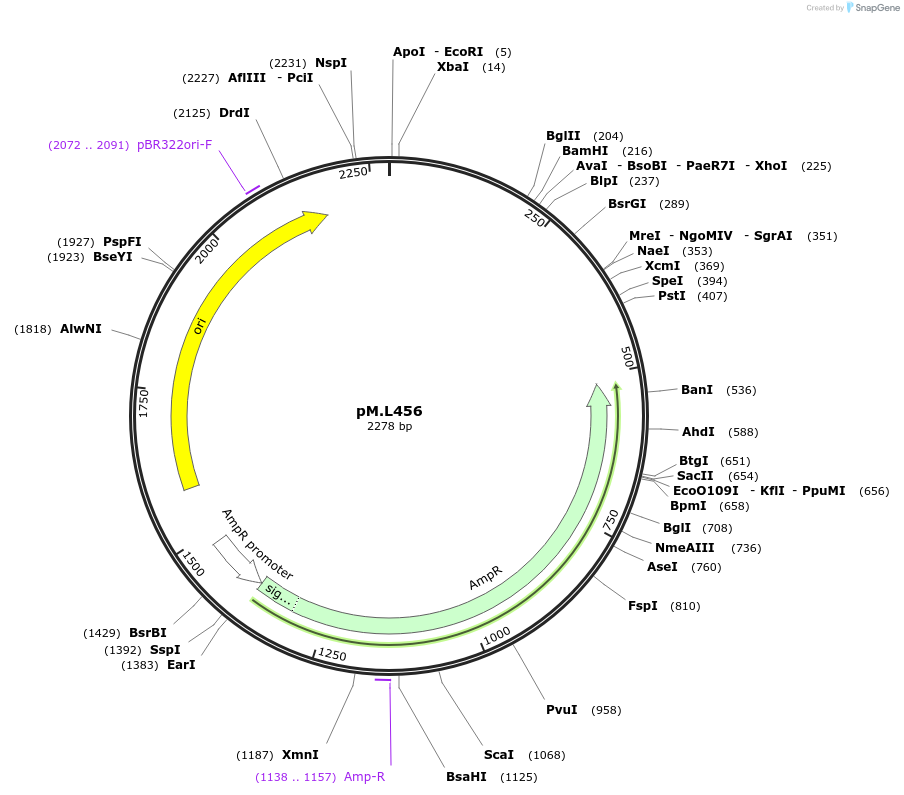 234590-plasmid-map-sequence-id-468669