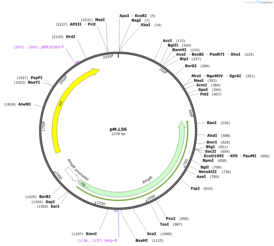 234591-plasmid-map-sequence-id-468671