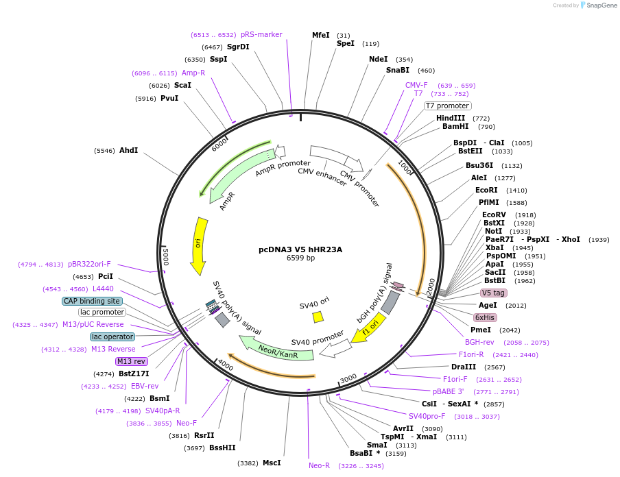 13053-plasmid-map-sequence-id-468706