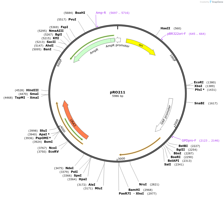 233830-plasmid-map-sequence-id-468707