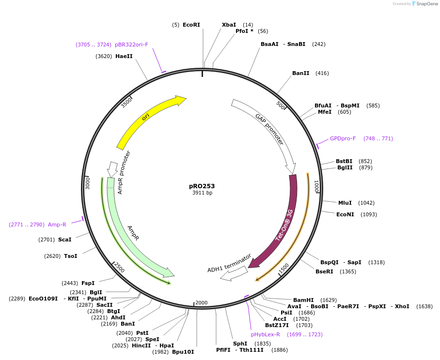 233841-plasmid-map-sequence-id-468711