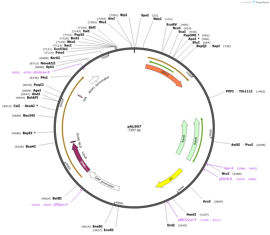 233866-plasmid-map-sequence-id-468716