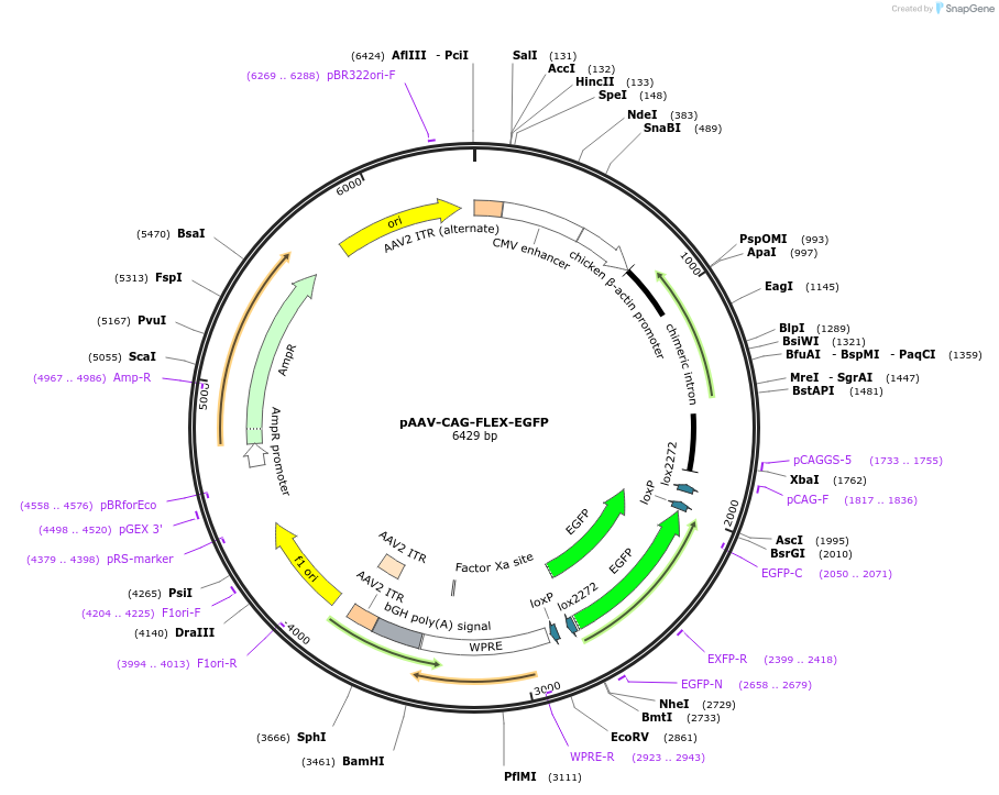 59331-plasmid-map-sequence-id-468735