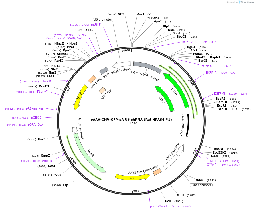 233270-plasmid-map-sequence-id-468744