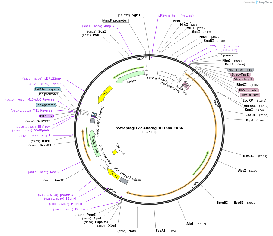 234996-plasmid-map-sequence-id-468745