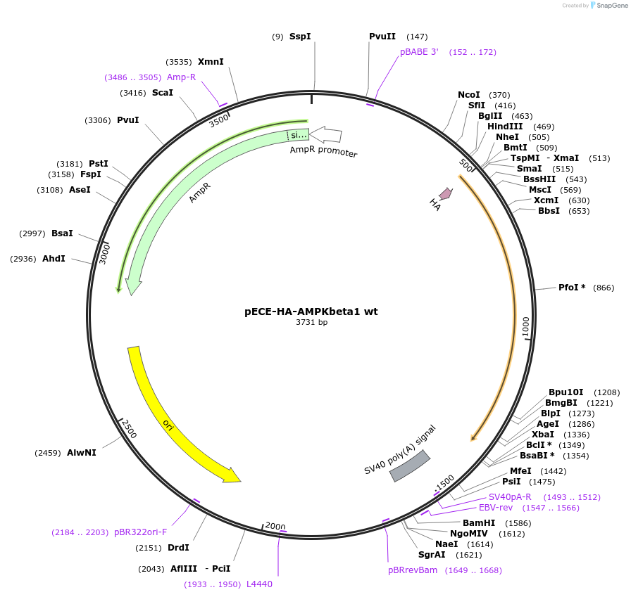 31666-plasmid-map-sequence-id-468748