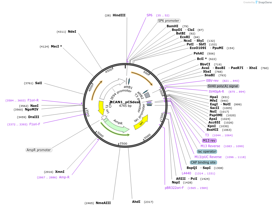 53883-plasmid-map-sequence-id-468752