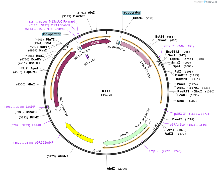 55662-plasmid-map-sequence-id-468759