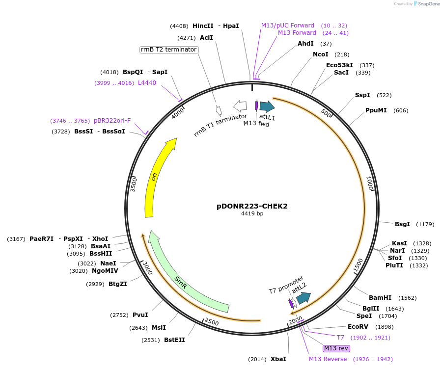 23843-plasmid-map-sequence-id-468766