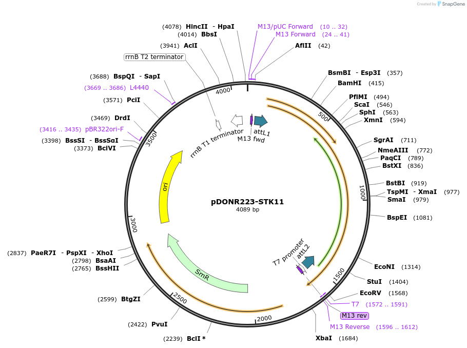 23802-plasmid-map-sequence-id-468767