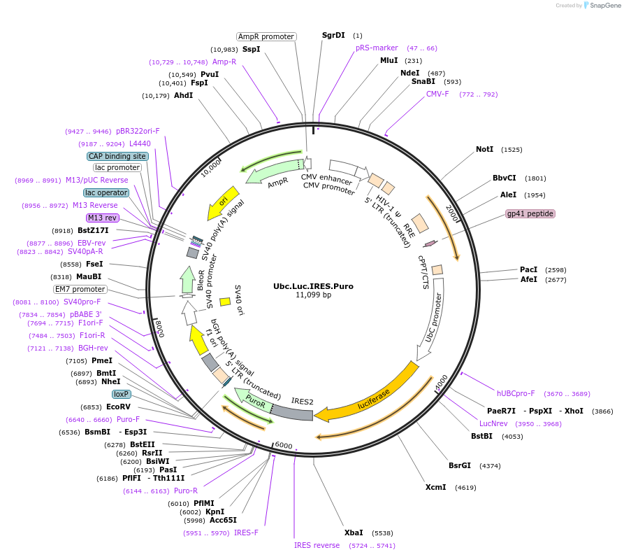 33307-plasmid-map-sequence-id-468769
