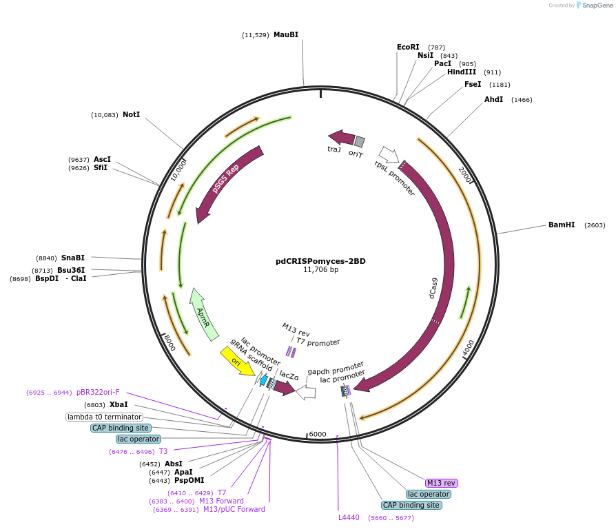 234429-plasmid-map-sequence-id-468849