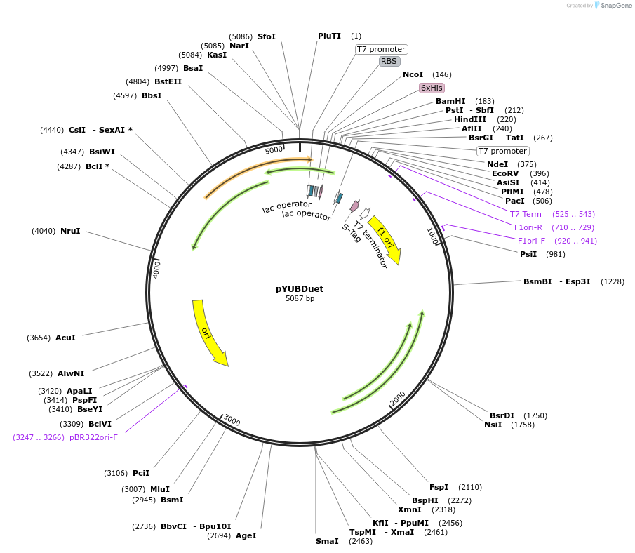 37278-plasmid-map-sequence-id-46885