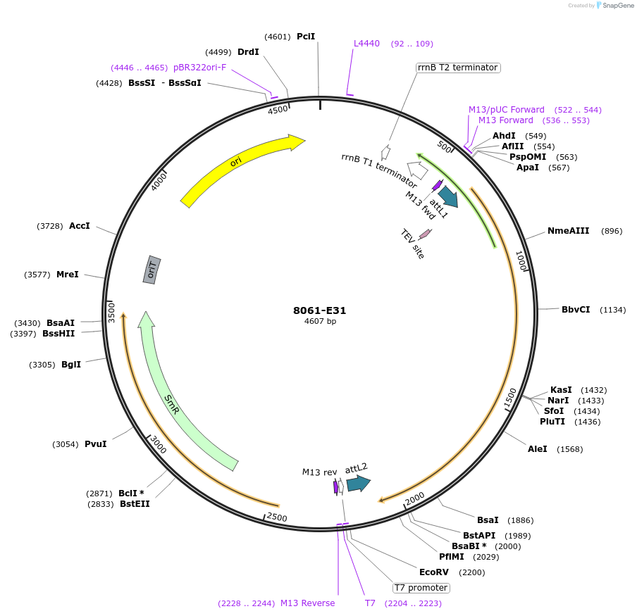 234268-plasmid-map-sequence-id-468855
