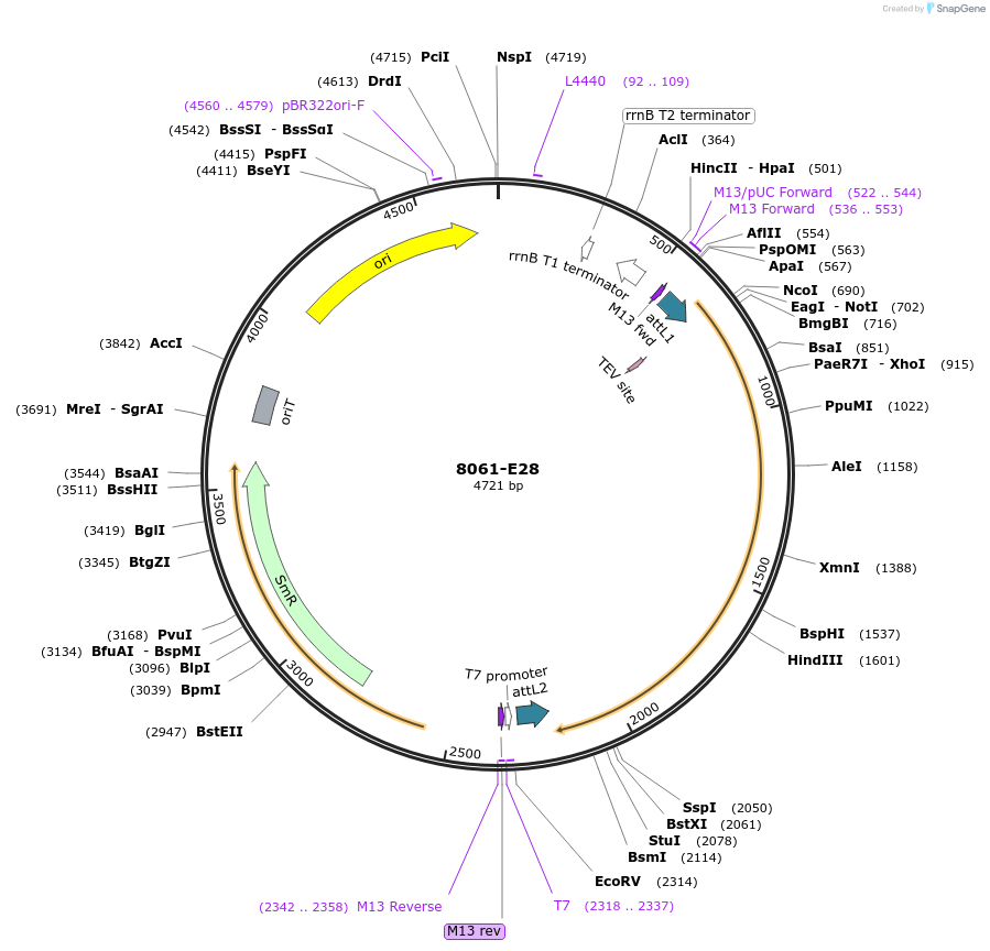 234265-plasmid-map-sequence-id-468857