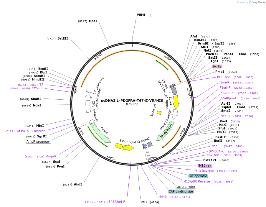 234756-plasmid-map-sequence-id-468865