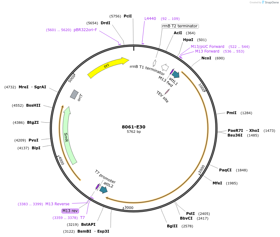 234267-plasmid-map-sequence-id-468869