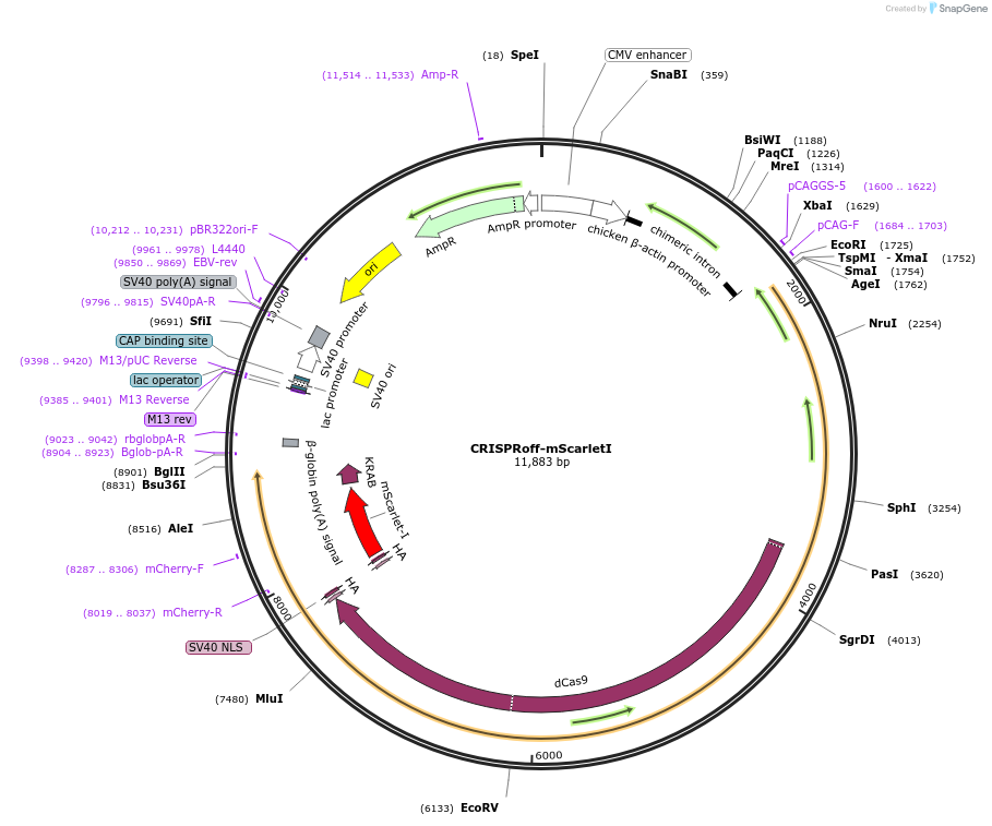 217783-plasmid-map-sequence-id-468886