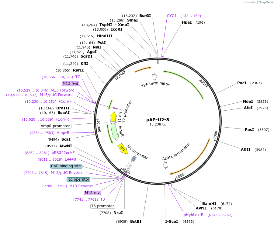 236474-plasmid-map-sequence-id-468914