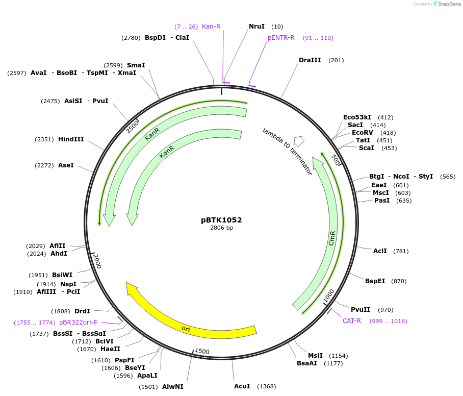 209542-plasmid-map-sequence-id-468939