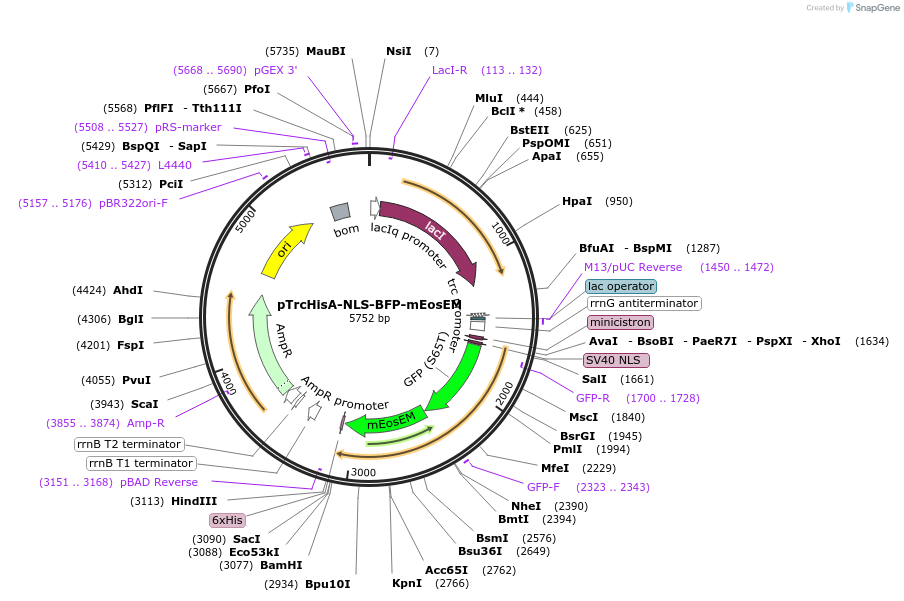 218934-plasmid-map-sequence-id-468949