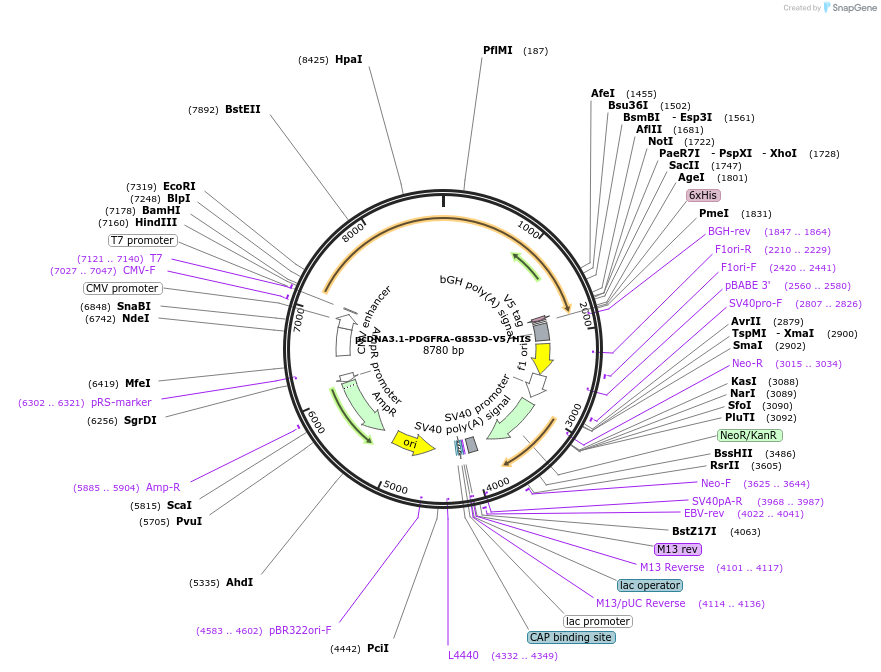 234757-plasmid-map-sequence-id-468951