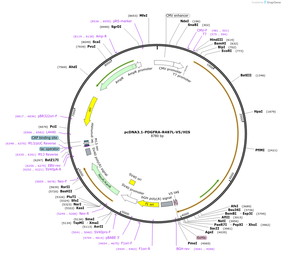 234761-plasmid-map-sequence-id-468953