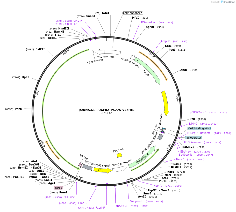 234760-plasmid-map-sequence-id-468954