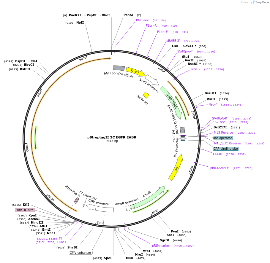 234994-plasmid-map-sequence-id-468957