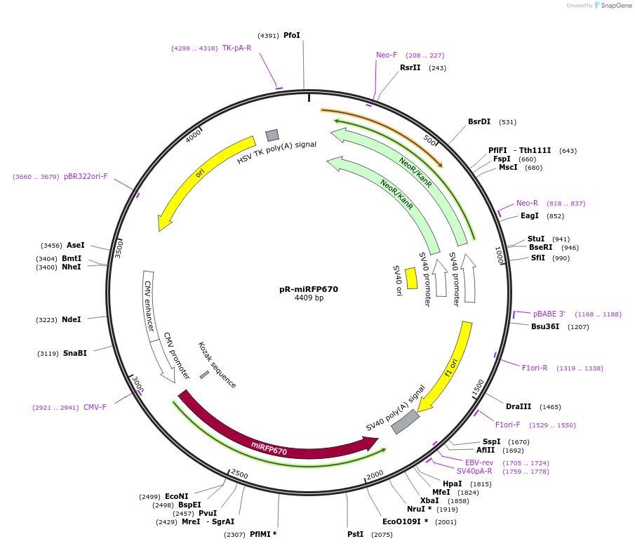 228612-plasmid-map-sequence-id-468966