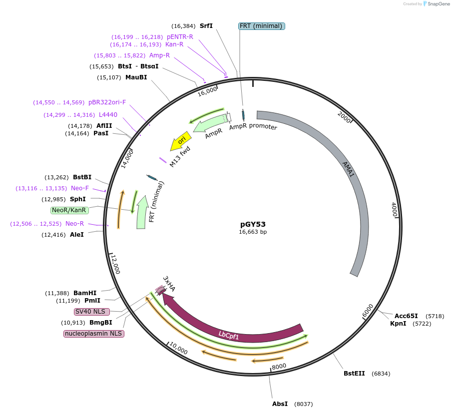 221709-plasmid-map-sequence-id-468999