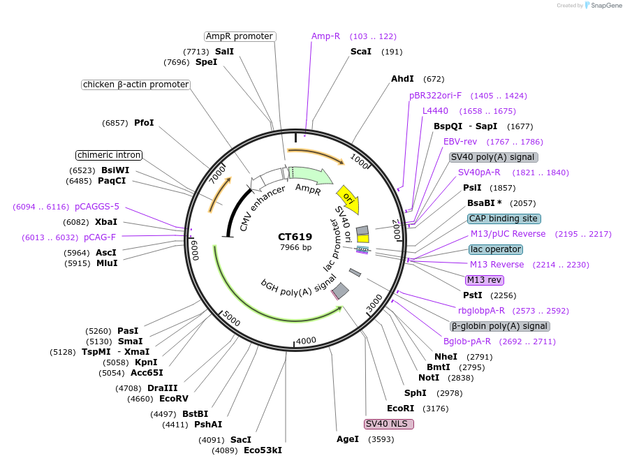 233677-plasmid-map-sequence-id-469005